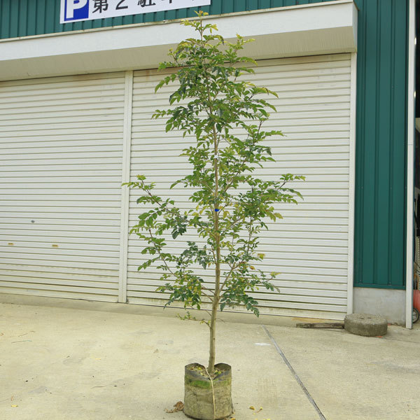 卓越 メグスリノキ 株立 樹高H:3000mm 植木 苗 fisd.lk