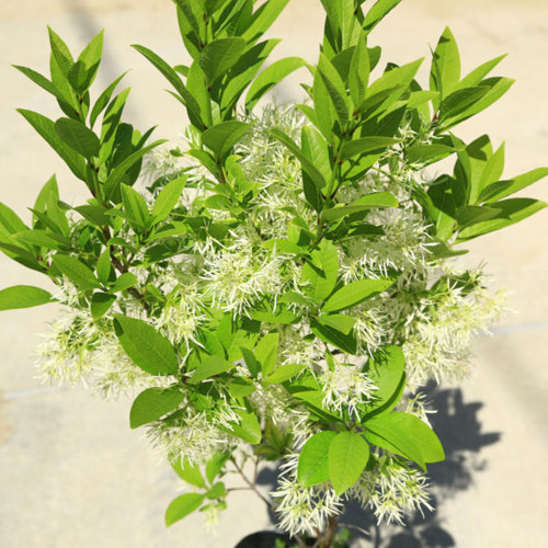 庭木・植木：ヒトツバタコ（なんじゃもんじゃの木）ナンジャモンジャ