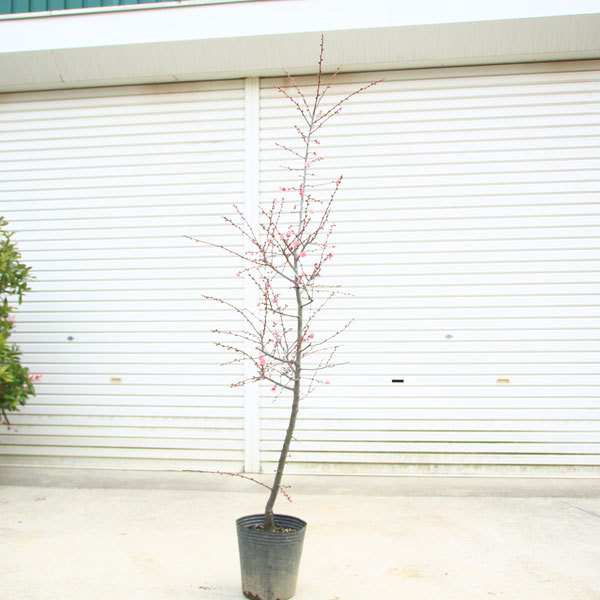 庭木：梅の木（立ち梅）*（紅梅）桃色 現品限り 樹高：約140cm 佐川