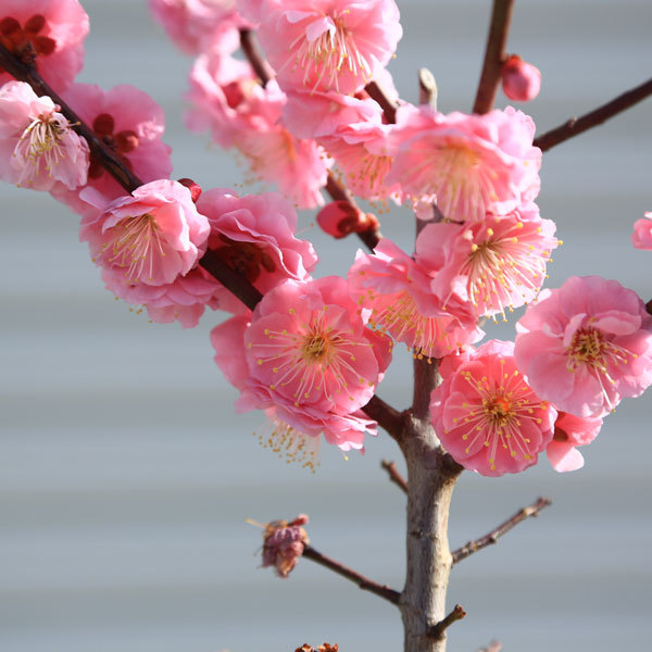 庭木：梅の木（立ち梅）（紅梅）一重 現品限り！* 樹高：約