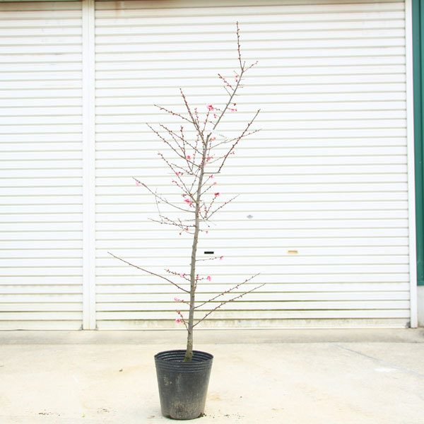 楽天市場】特選庭木・植木：梅の木（立ち梅）（紅梅）八重咲き
