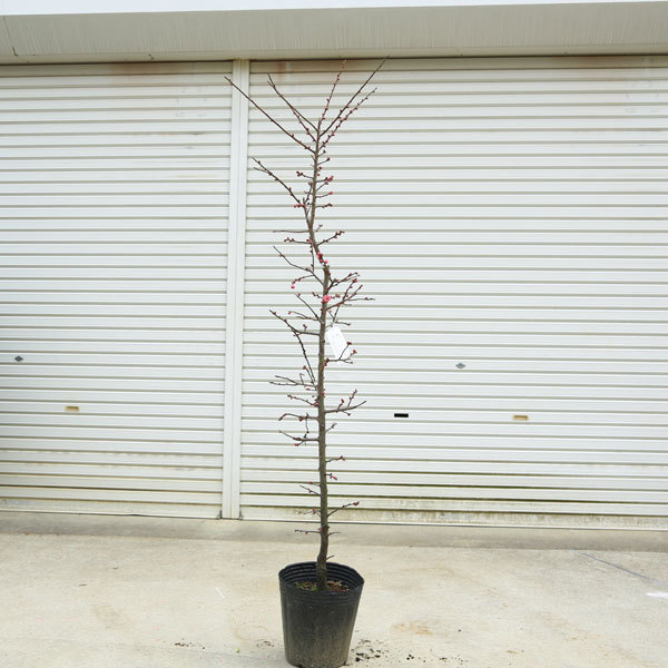 梅の木 庭木：梅の木（立ち梅）（紅梅）一重 現品限り* 樹高：約140cm