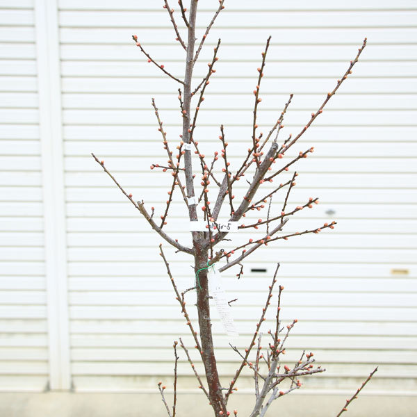 庭木：梅の木（立ち梅）（白梅）現品限り* 樹高：約140cm 佐川急便