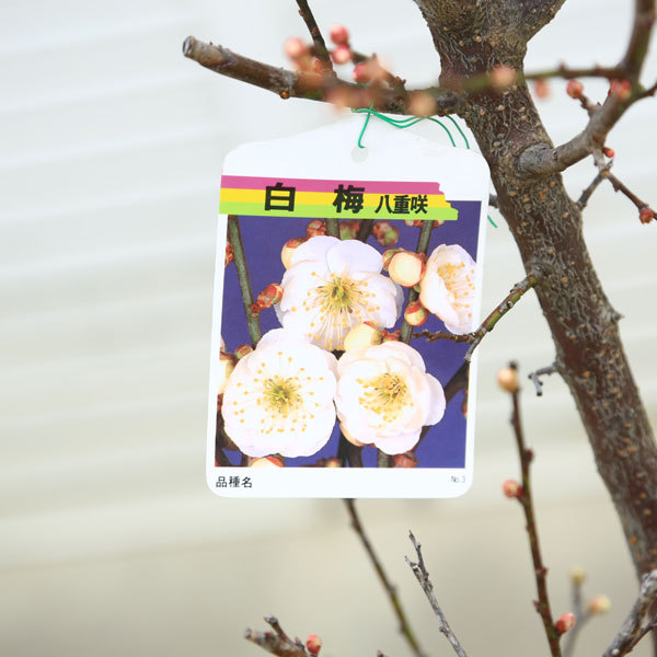 庭木：梅の木（立ち梅）（白梅）現品限り* 樹高：約140cm 佐川急便