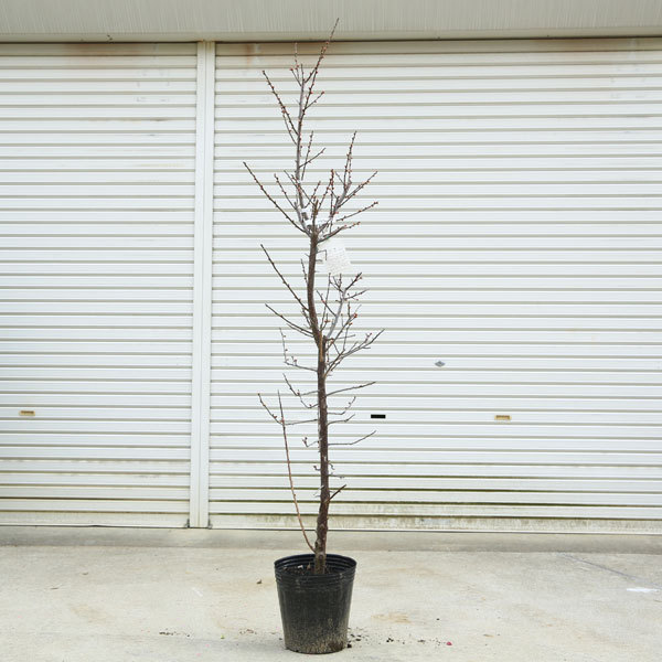庭木：梅の木（立ち梅）（白梅）現品限り* 樹高：約140cm 佐川急便