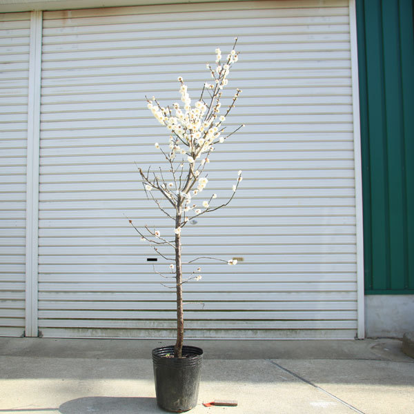 庭木：梅の木（立ち梅）（白梅）現品限り* 樹高：約140cm 佐川急便