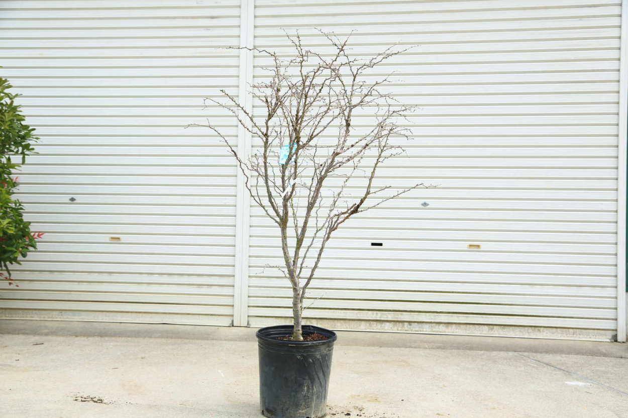 雲竜富士桜/湖上の舞【現品発送】管理70580 雲竜富士桜/湖上の舞【現品発送】管理70580 楽天市場】富士桜 湖上の