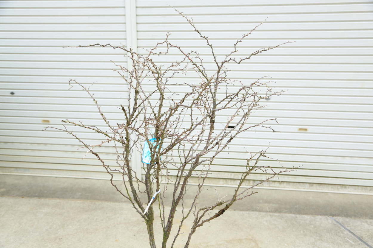 庭木：湖上の舞(雲竜性富士桜)こじょうのまい* 樹高：約120cm 佐川