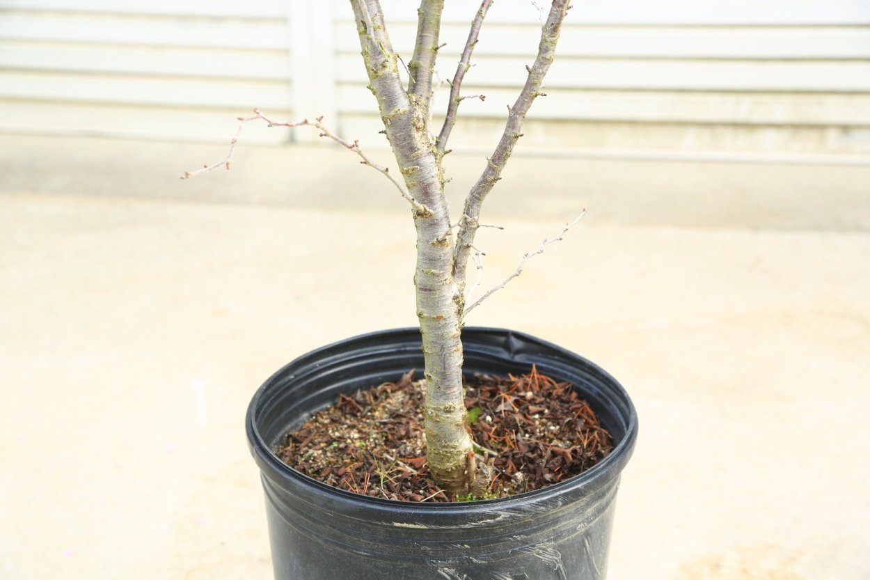 庭木：湖上の舞(雲竜性富士桜)こじょうのまい* 樹高：約120cm 佐川