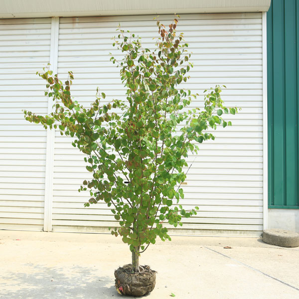 速達メール便送料無料 送料無料 庭木 カツラの木 桂の木 株立ち 樹高 約130ｃｍ 佐川急便発送 超特価セール Southerncollegeofhealthsciences Com