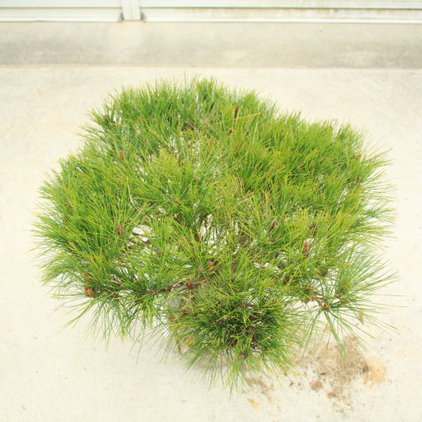 赤松　太幹　短葉 庭木：多行松（たぎょうまつ）（たぎょうしょう）赤松 特良品* 樹高