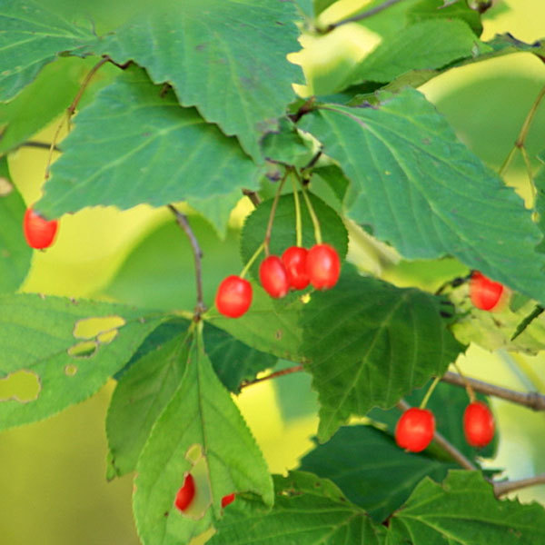 庭木 植木：男ヨウゾメ（オトコヨウゾメ）*おとこようぞめ : 遊恵盆栽