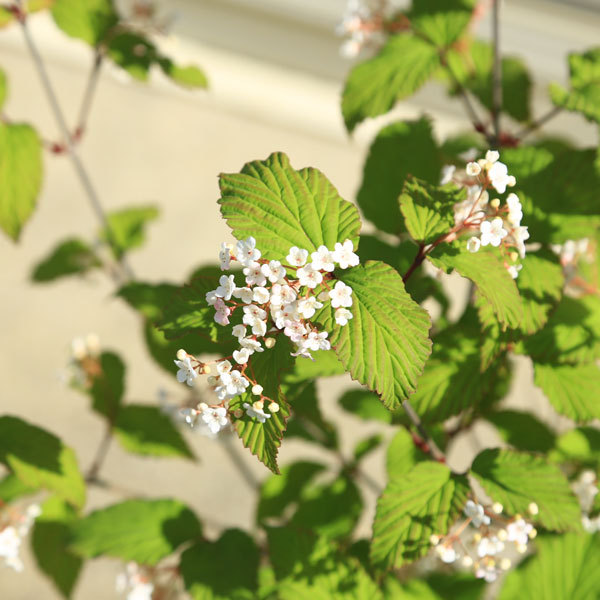 庭木 植木：男ヨウゾメ（オトコヨウゾメ）*おとこようぞめ : 遊恵盆栽