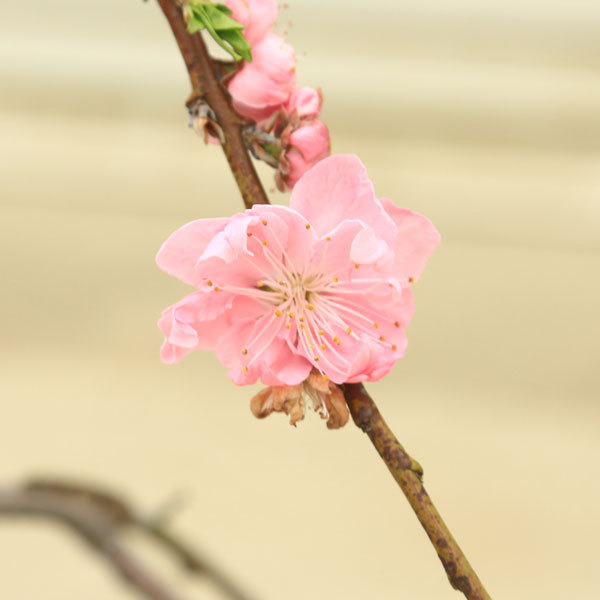 庭木・植木：しだれ桃(桃花)ピンク 桃の木 花桃* 現品限り！ 佐川急便