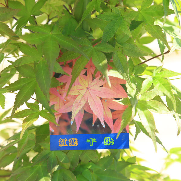 庭木 植木：ちしおモミジ（血汐、血潮、千染）*もみじ 紅葉