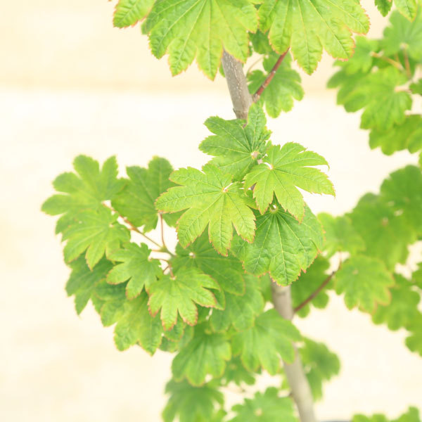 庭木 植木：イタヤもみじ（青板屋モミジ）イタヤカエデ* 紅葉