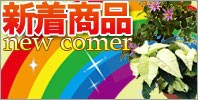 新着商品あり！