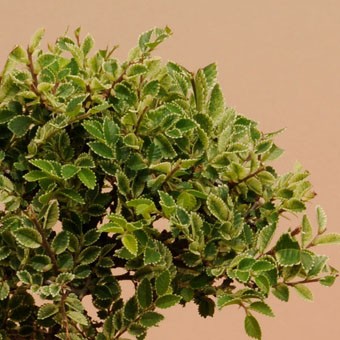 ケヤキ　黄金葉　植物　盆栽　山野草 小品盆栽：黄金けやき(瀬戸焼白鉢）* 祝い ギフト gift 誕生日祝
