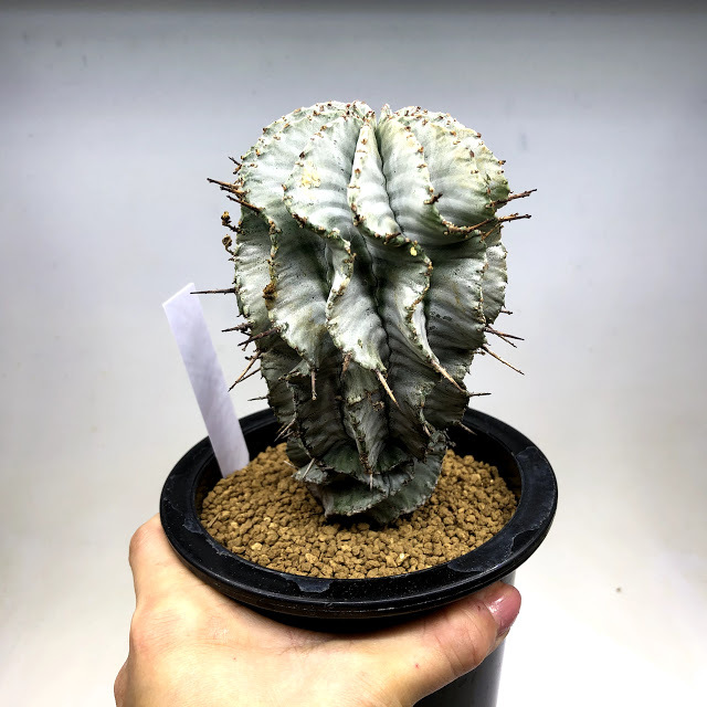 多肉植物：ユーフォルビア ホリダ*幅7.5cm 現品！一品限り : 遊恵