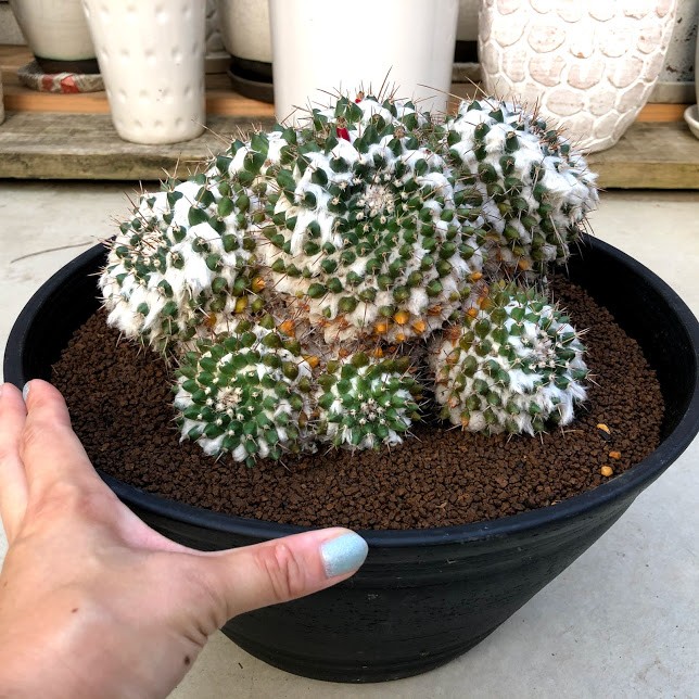 サボテン：マミラリア 多毛ブカレンシス*幅22cm 現品 一品限り