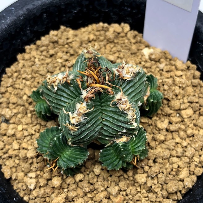 サボテン：アズテキウム 紅籠（べにかご）自根*幅3.5cm 現品