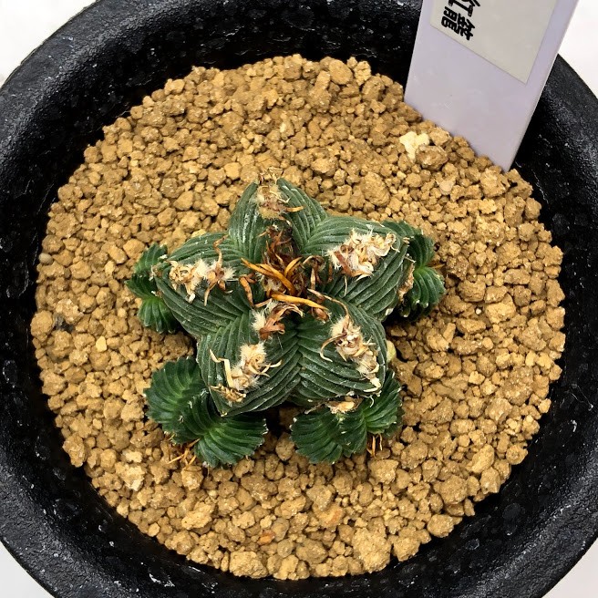 サボテン：アズテキウム 紅籠（べにかご）自根*幅3.5cm 現品 一品