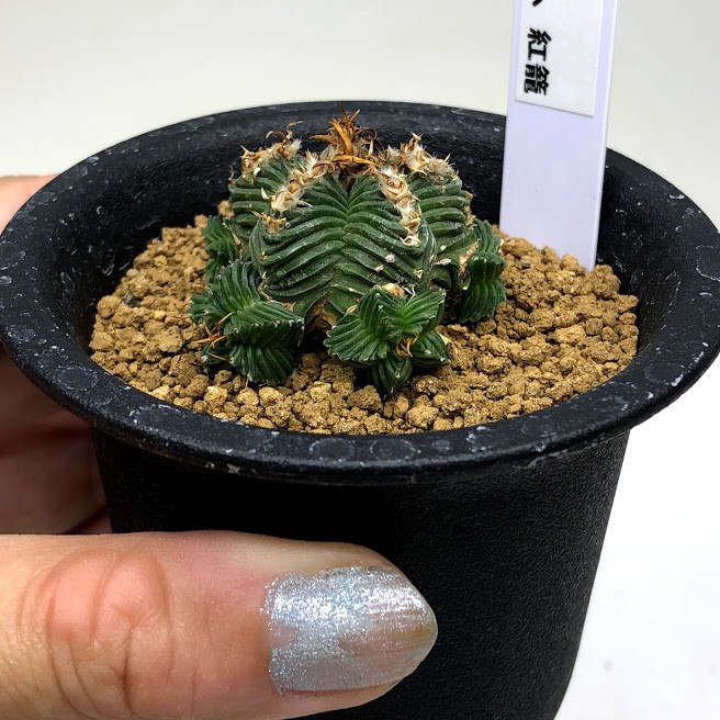 アズテキウム　花籠　自根　サボテン　抜き苗　子株付き サボテン：アズテキウム 花籠（はなかご）自根*幅2.5cm 現品