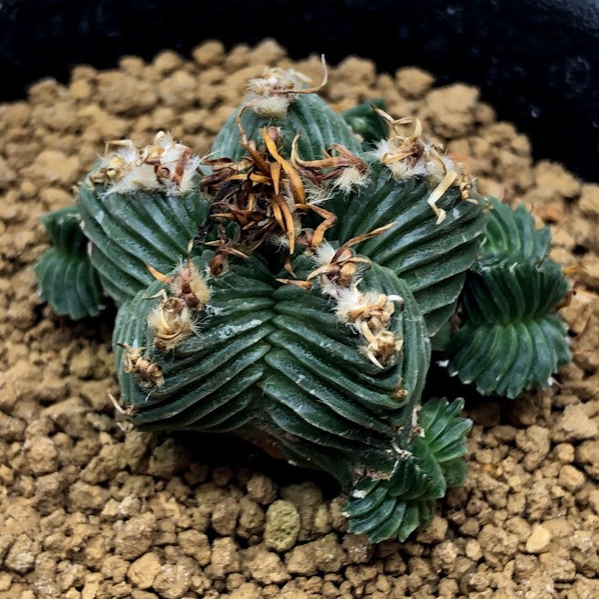 アズテキウム　花籠　自根　サボテン　抜き苗　子株付き アズテキウム 花籠 自根 サボテン 抜き苗 子株付き