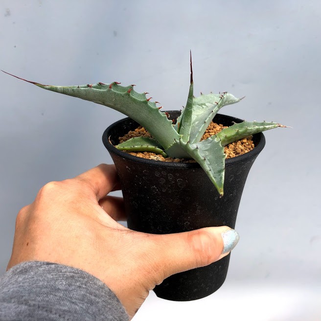 多肉植物：アガベ オバティフォリア 実生*幅14cm : 遊恵盆栽 Yahoo