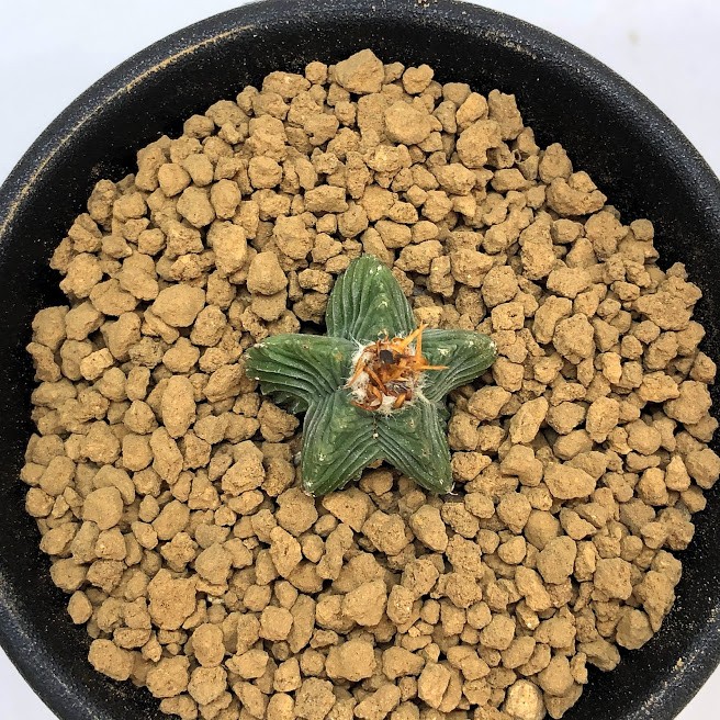 アズテキウム　紅籠　自根　陶器鉢 サボテン：アズテキウム 紅籠（べにかご）自根*幅3.5cm 現品