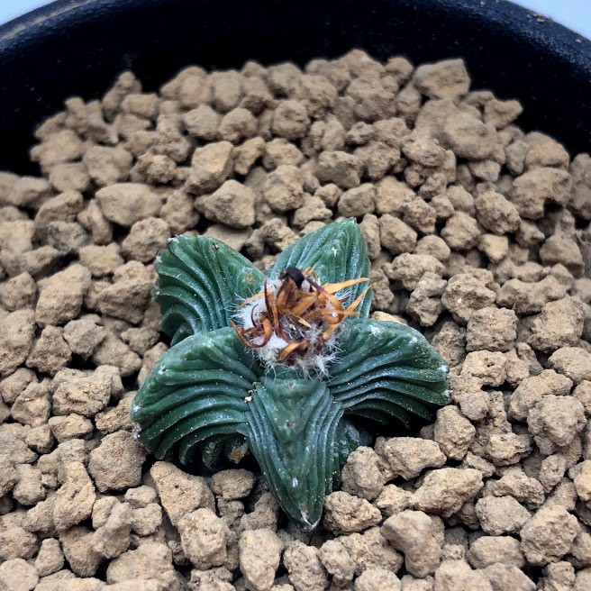 アズテキウム 紅籠 自根 陶器鉢 アズテキウム 紅籠 自根 陶器鉢