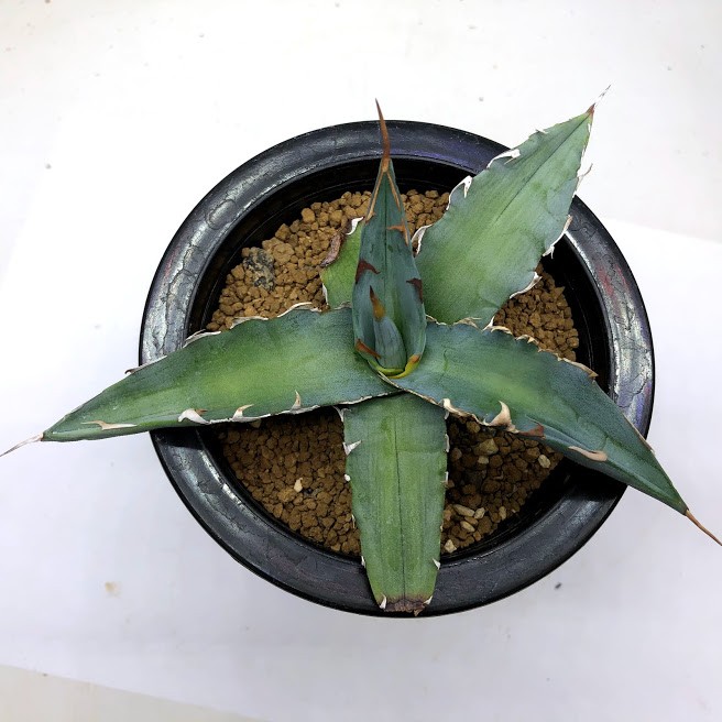多肉植物：アガベ キシロナカンサ ブルー 酒呑童子*幅15cm 現品