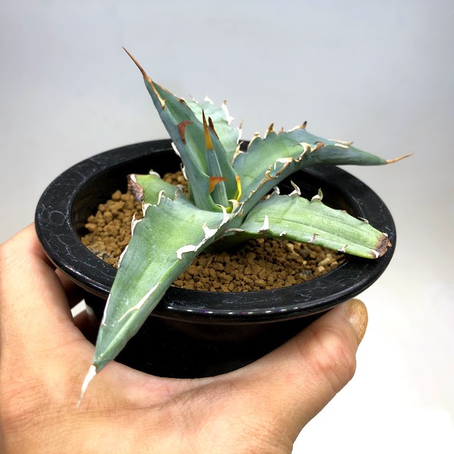 多肉植物：アガベ キシロナカンサ ブルー 酒呑童子*幅15cm 現品
