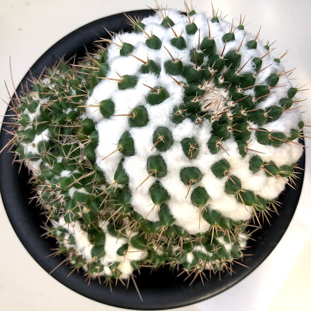 レアサボテンコレクション・マミラリア属・極多毛ブカレンシスinわけけのお店 サボテン：マミラリア ブカレンシス*幅15cm 現品 一品限り : 遊恵