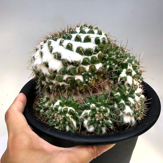 レアサボテンコレクション・マミラリア属・極多毛ブカレンシスinわけけのお店 サボテン：マミラリア ブカレンシス*幅15cm 現品 一品限り