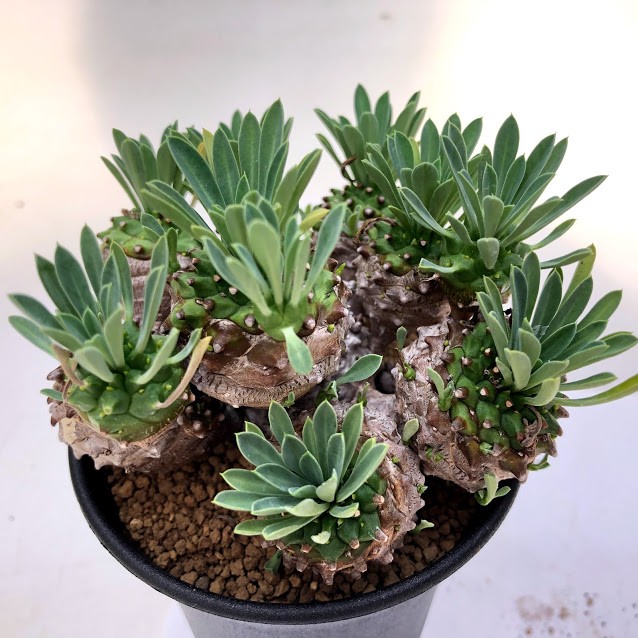 多肉植物：ユーフォルビア 峨眉山*葉幅10ｃｍ 現品！一品限り : s10144v : 遊恵盆栽 Yahoo!店 - 通販 - Yahoo!ショッピング