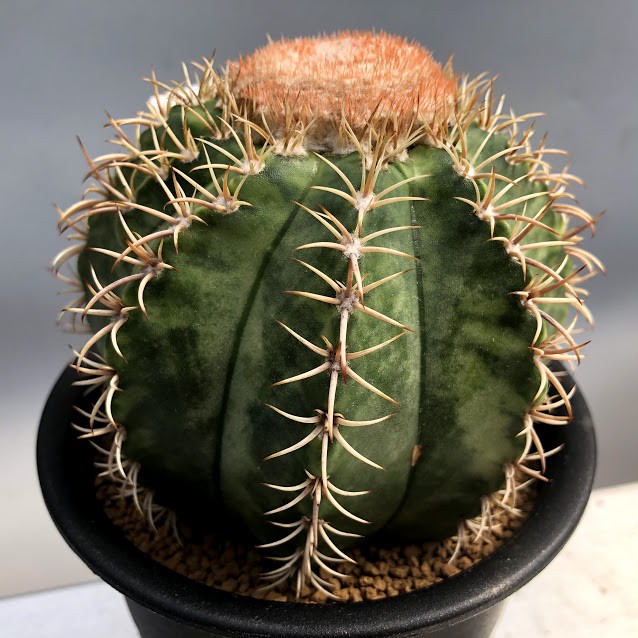 s10151v.jpg