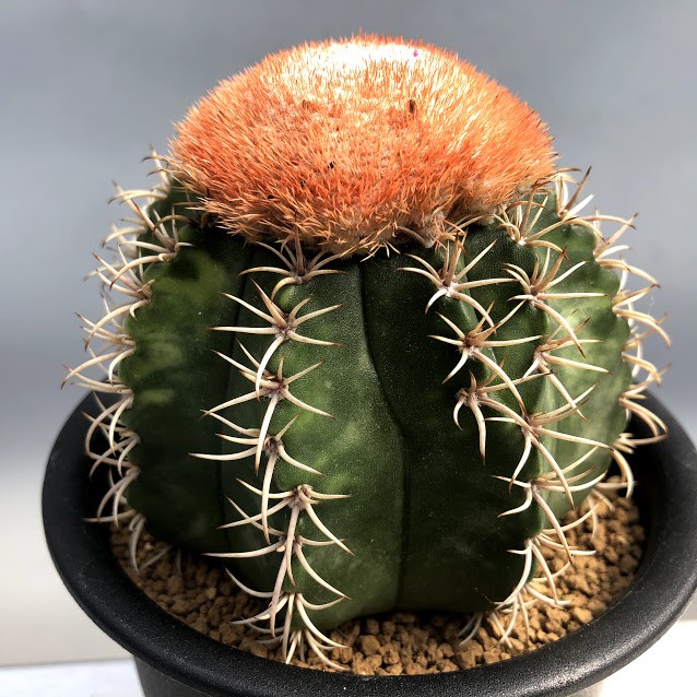サボテン：メロカクタス マタンザナス 魔雲錦*幅9cm 現品