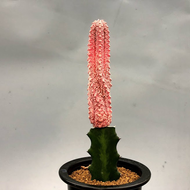 s10161v.jpg s10161v.jpg