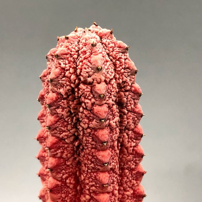 【ビントロ】ユーフォルビア アブデルクリ 'Damask' ②多肉植物 s10909v.jpg
