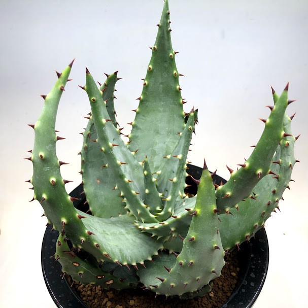 White Aloe, Poker Hot Red - Aculeata Aloe アクレアータゴッパニー アロエ Ngopanie aculeata Aloe Thorn Ngopanie Aloe, ハオルチア・アロエ