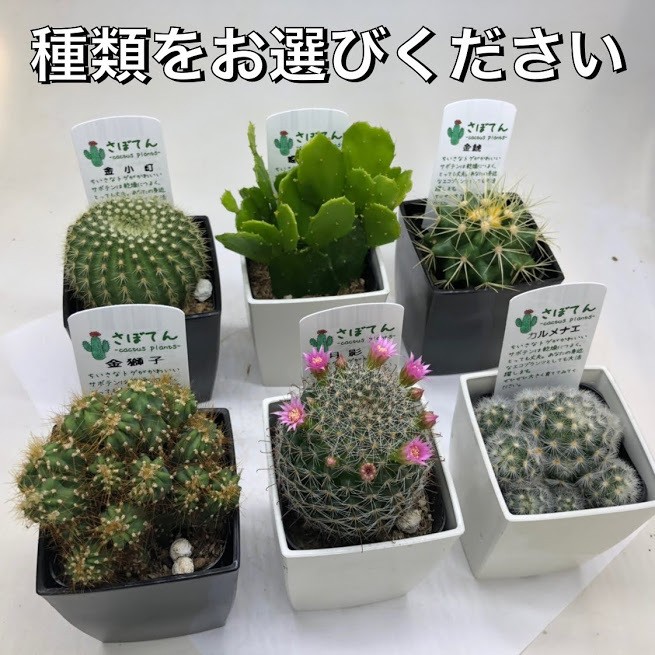 選べる：サボテン*品種お選びください : 遊恵盆栽 Yahoo!店 - 通販