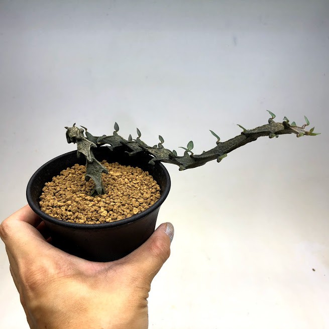 多肉植物：セロペギア ボッセリ*幅16cm 現品！一品限り : 遊恵盆栽