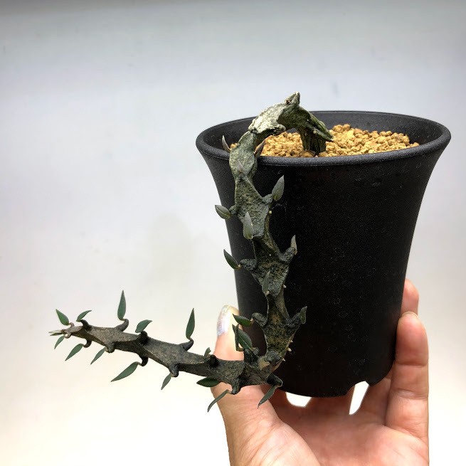 多肉植物：セロペギア ボッセリ*幅11ｃｍ 現品！一品限り : s10206v : 遊恵盆栽 Yahoo!店 - 通販 - Yahoo!ショッピング