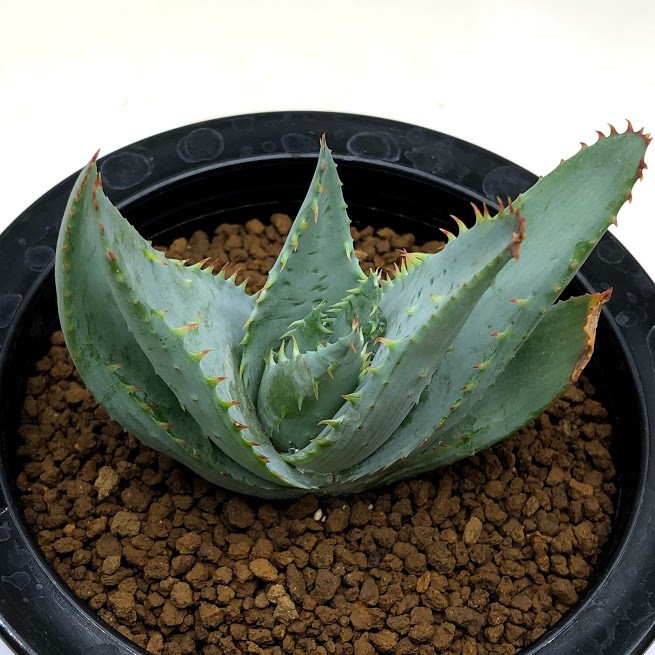 多肉植物：アロエ グラウカ*幅7cm : 遊恵盆栽 Yahoo!店 - 通販