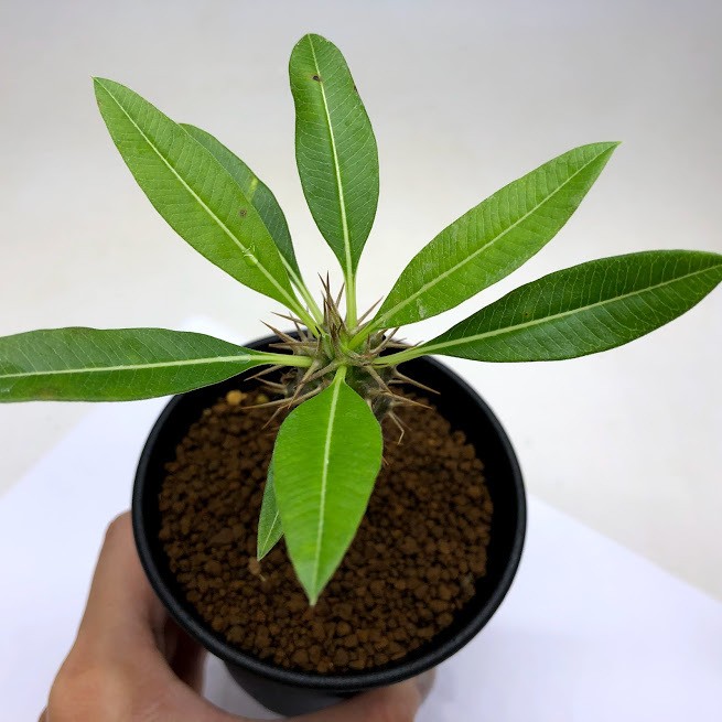 パキポディウム・ラモスム コーデックス：パキポディウム ラメリー v.ラモスム 実生*葉幅10cm