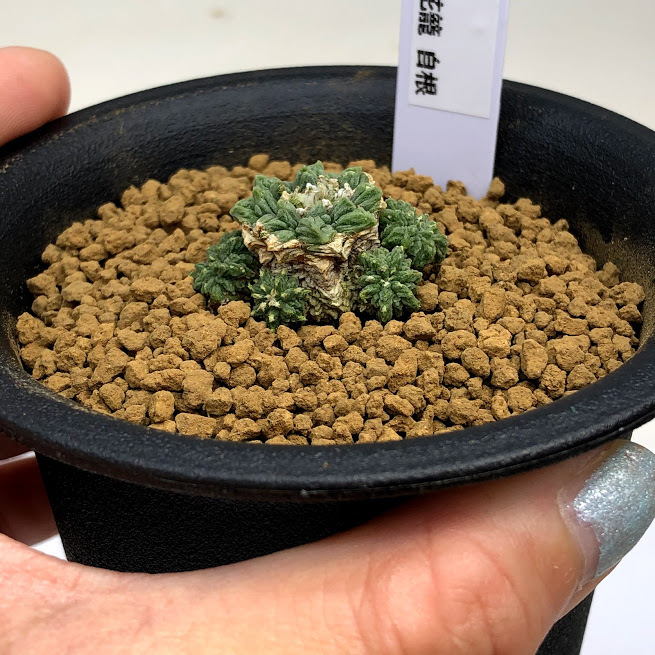 サボテン：アズテキウム 花籠（はなかご）実生*幅3ｃｍ 現品 一品限り : s10229v : 遊恵盆栽 Yahoo!店 - 通販 -  Yahoo!ショッピング