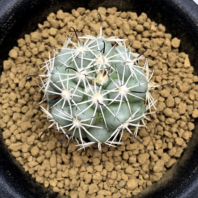 サボテン：マミラリア 白刺蓬莱宮 実生*幅3.5cm : 遊恵盆栽 Yahoo!店