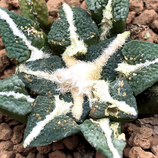 ☆サボテン アリオカルプス ツル疣黒牡丹 実生