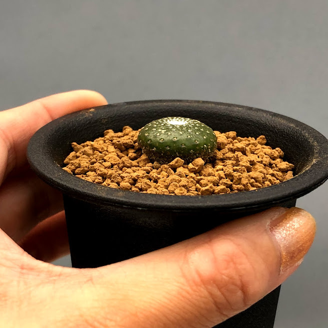 松露玉　実生2本 サボテン：ブロスフェルディア 松露玉 実生*幅2cm : 遊恵盆栽 Yahoo